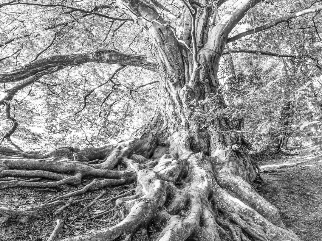 Arbre de vie à Nantes Arbre de vie représentant l'équilibre en kinésiologie à Nantes