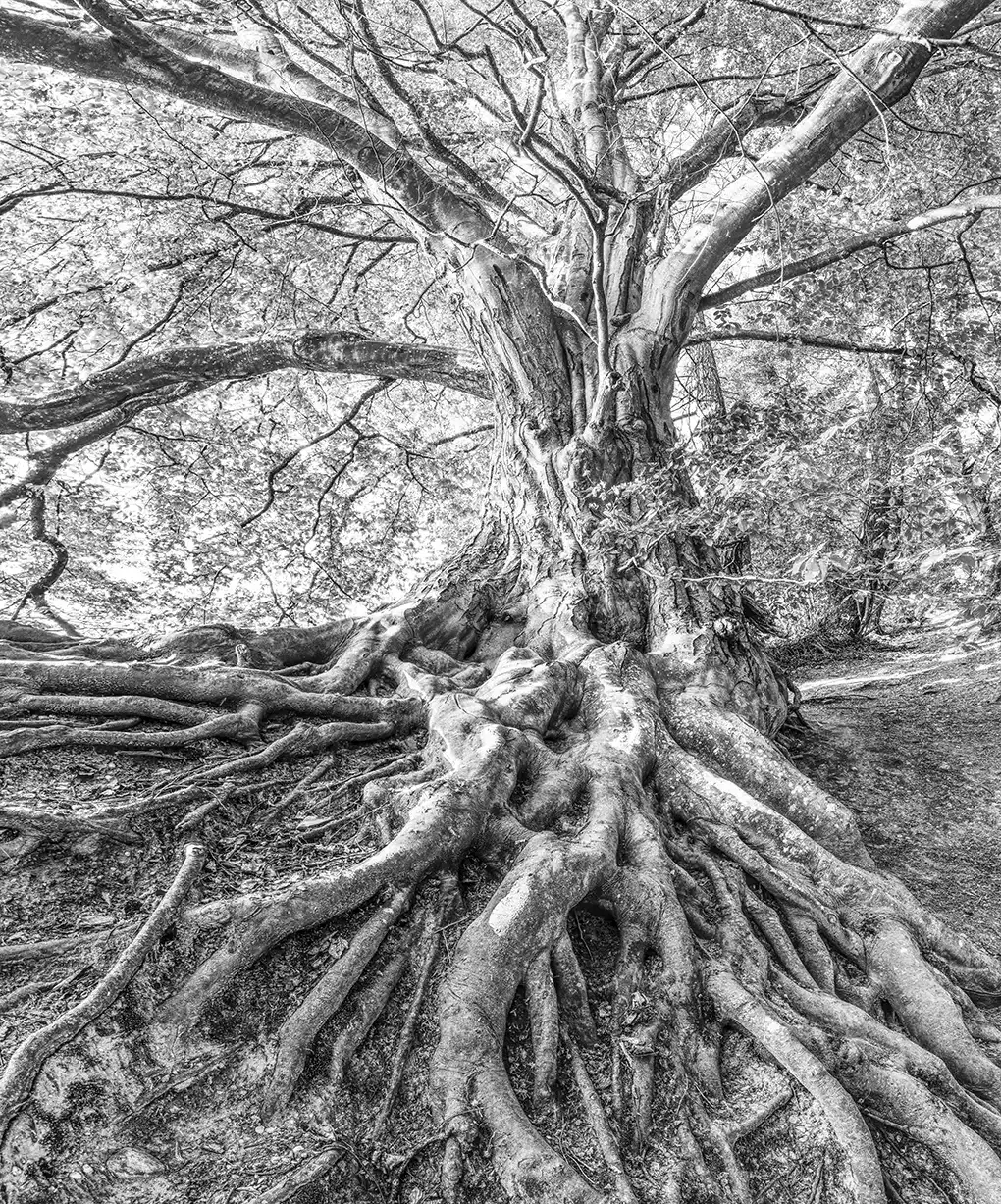 Symbolique Kinesiologie à Nantes Arbre de vie représentant l'équilibre en kinésiologie à Nantes